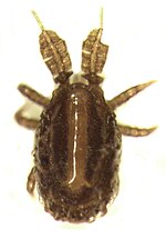 Miniatura para Polyaspididae