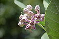 Calotropis gigantea close-up