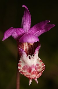 C. bulbosa var. occidentalis