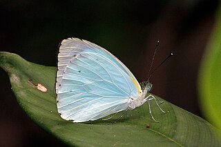 <i>Nepheronia thalassina</i> Species of butterfly