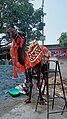 Camel in udaipur