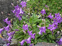 Campanula autraniana 1.JPG