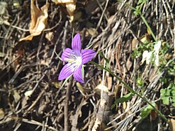 Campanula ramosissima 16015146.jpg