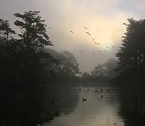 Branta canadensis (Canada Geese) and morning fog in Golden Gate Park California