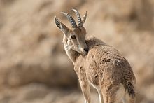 Young Nubian ibex in Sde Boker Capra nubiana, Israel 15.jpg