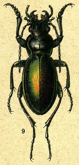 Carabus stjernvalli