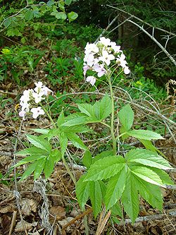 Cardamine heptaphylla1. jpg