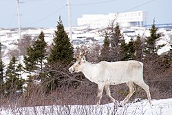 Caribou Rangifer tarandus caribou (47796957741).jpg