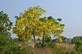 Cassia fistula