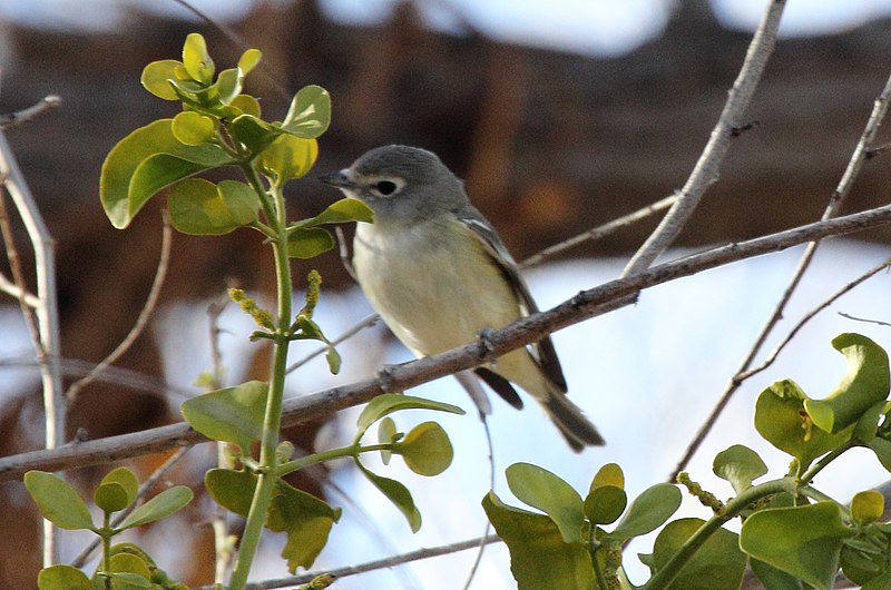 File:Cassin's Vireo (Vireo cassinii).jpg