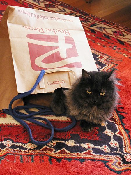 File:Cat out of the bag (284803429).jpg