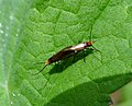 Cauchas rufimitrella Mating pair (14035720755).jpg