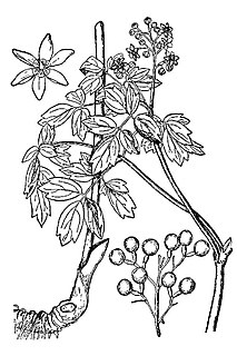 <i>Caulophyllum</i> Genus of flowering plants belonging to the barberry family