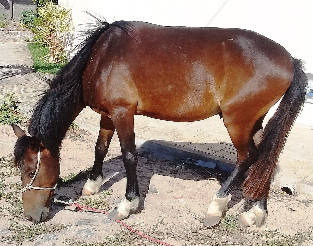 Castanha Polaca Cavalo Esboço Sangue Frio Correndo Para Frente