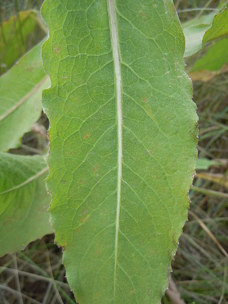 File:Centaurea macrocephala (4999045760).jpg