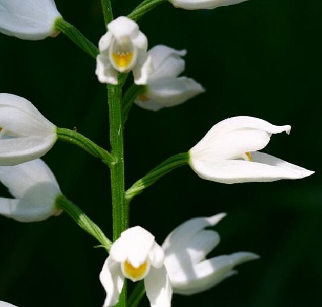 File:Cephalanthera longifolia ENBLA03.jpeg