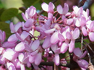 Cercis siliquastrum1.jpg