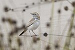 Miniatura per Alosa de les dunes