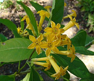 <i>Cestrum parqui</i> Species of flowering plant