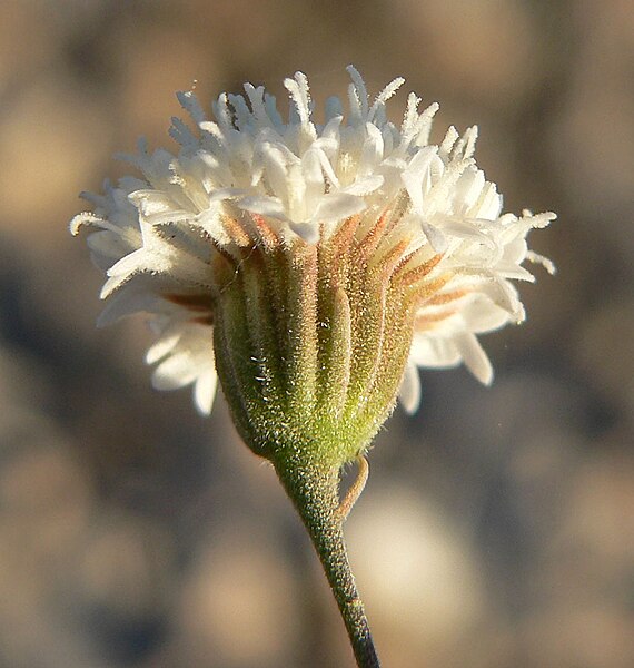 File:Chaenactis carphoclinia var carphoclinia 12.jpg