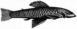 <i>Chaetostoma loborhynchos</i> Species of fish
