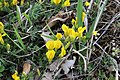 Chamaecytisus ratisbonensis