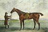 Champion, winner on 1800 Epsom Derby. Engraving after a painting by John Nott Sartorius (1759-1828).