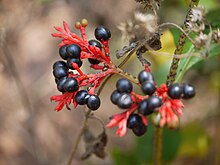 Rauvolfia serpentina fruit Chandra (Bengali- cndr) (6928674411).jpg