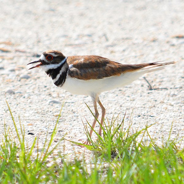 File:Charadrius vociferus (Killdeer) in Sanibel Island 04.jpg