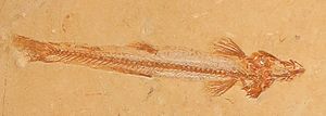 Thumbnail for Charitopsis (fish)