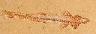 Charitopsis (fish)