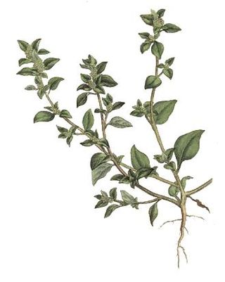 <i>Chenopodium vulvaria</i> Species of flowering plant
