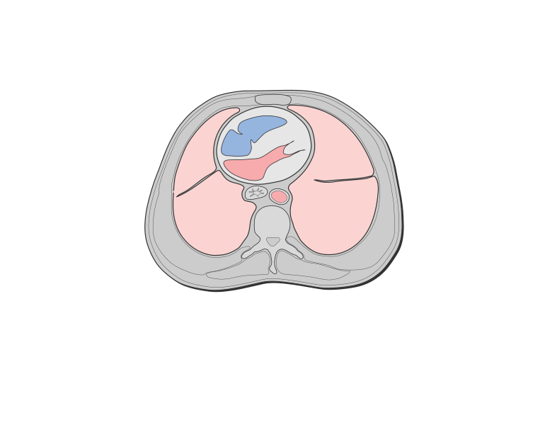 File:Chest and heart cross section.svg