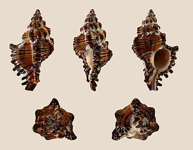 Chicoreus torrefactus (Dark form)