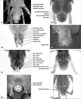 Chilopoda anatomy 57–64.jpg