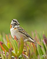 Chingolo (zonotrichia capensis).