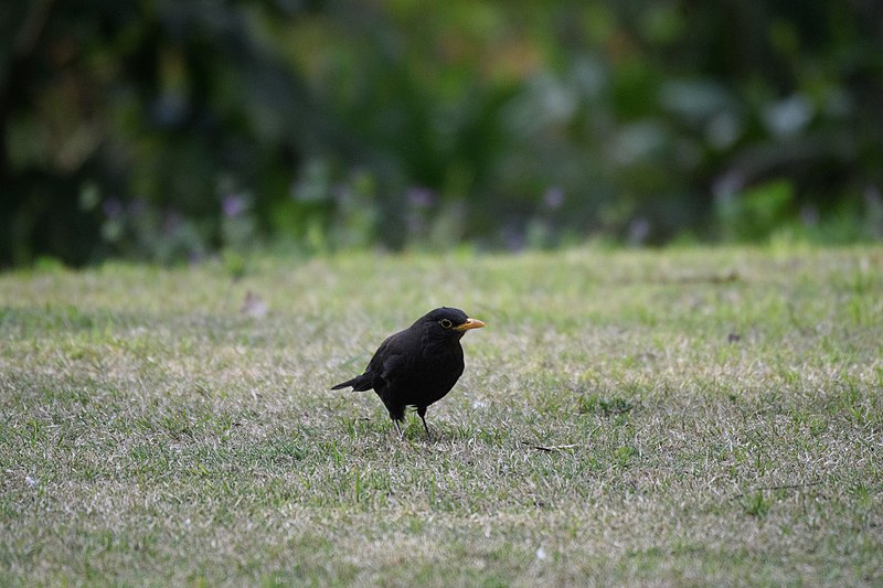 File:Chinese Blackbird, Shanghai, China 3.jpg