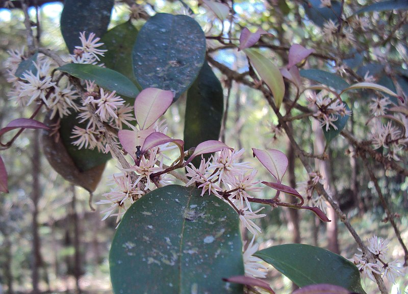 File:Chionanthus mala-elengi.jpg