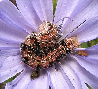 <i>Chloridea</i> Genus of moths