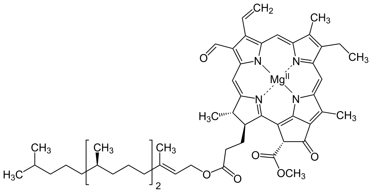 chlorophyll structure and function