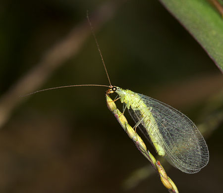 Chrysopidae