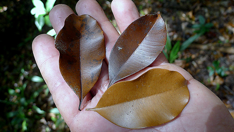 File:Chrysophyllum sp., Sapotaceae, Atlantic forest, northern littoral of Bahia, Brazil (19755649300).jpg