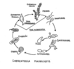 Por: Ximena Gaytan Mosqueda Ciclo de vida Labyrinthula macrocystis.jpg