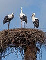 * Nomination White stork; Bird park Steinen, Germany --Llez 05:41, 24 July 2023 (UTC) * Promotion Good quality.--Famberhorst 06:00, 24 July 2023 (UTC)