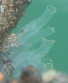 <i>Ciona savignyi</i> Species of sea squirt