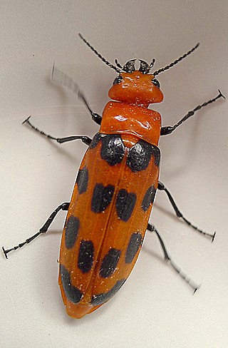 <i>Cissites</i> Genus of beetles