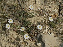 Cistus clusii (Male rosemary)