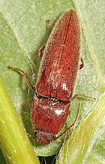 <i>Melanotus communis</i> Species of beetle