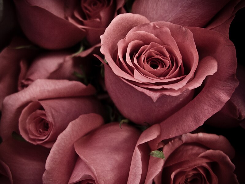 File:Close-up shot of roses in 2008.jpg