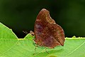 * Nomination Close wing Basking of Junonia iphita (Cramer, 1779) - Chocolate Pansy --Sandipoutsider 09:25, 19 August 2022 (UTC) * Promotion  Support Good quality. --Charlesjsharp 18:25, 23 August 2022 (UTC)